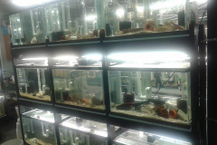 Charles_Credeur_House07