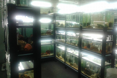 Charles_Credeur_House18