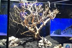 Aquatic_Sealife06